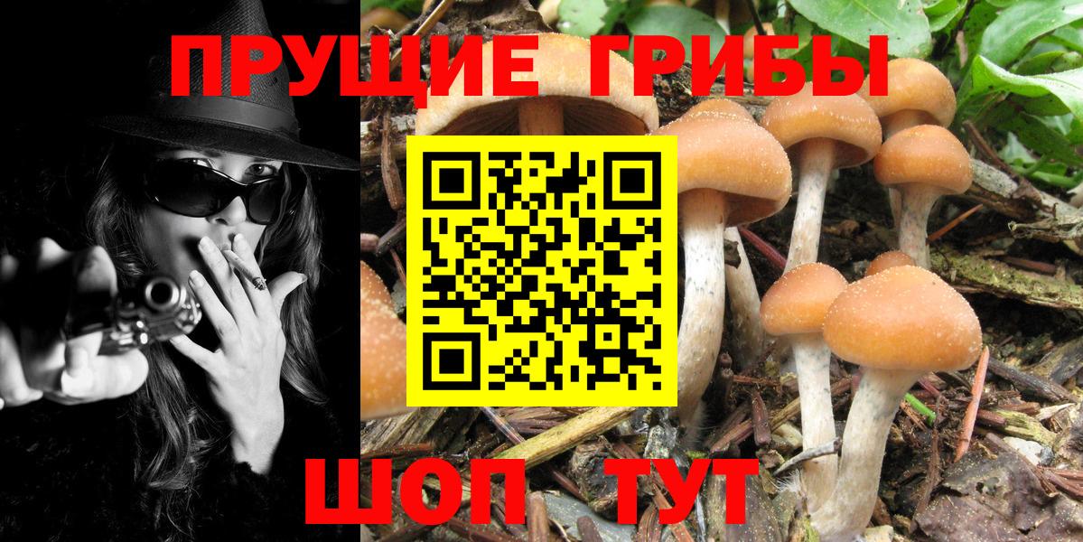 Псилоцибиновые грибы GOLDEN TEACHER  Галлюциногенные грибы Psilocybine cubensis  Вход с VPN  Краснознаменск 
